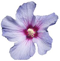 Blume